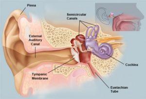 A diagram of the inner ear